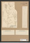 Licmophora flabellata (Carm.) Ag. (de-Toni-Nr.: Genus 86, Species 2953) Zeichnungen Sammlung Grunow Nr. 5968 (NHMW-BOT-W0374444)